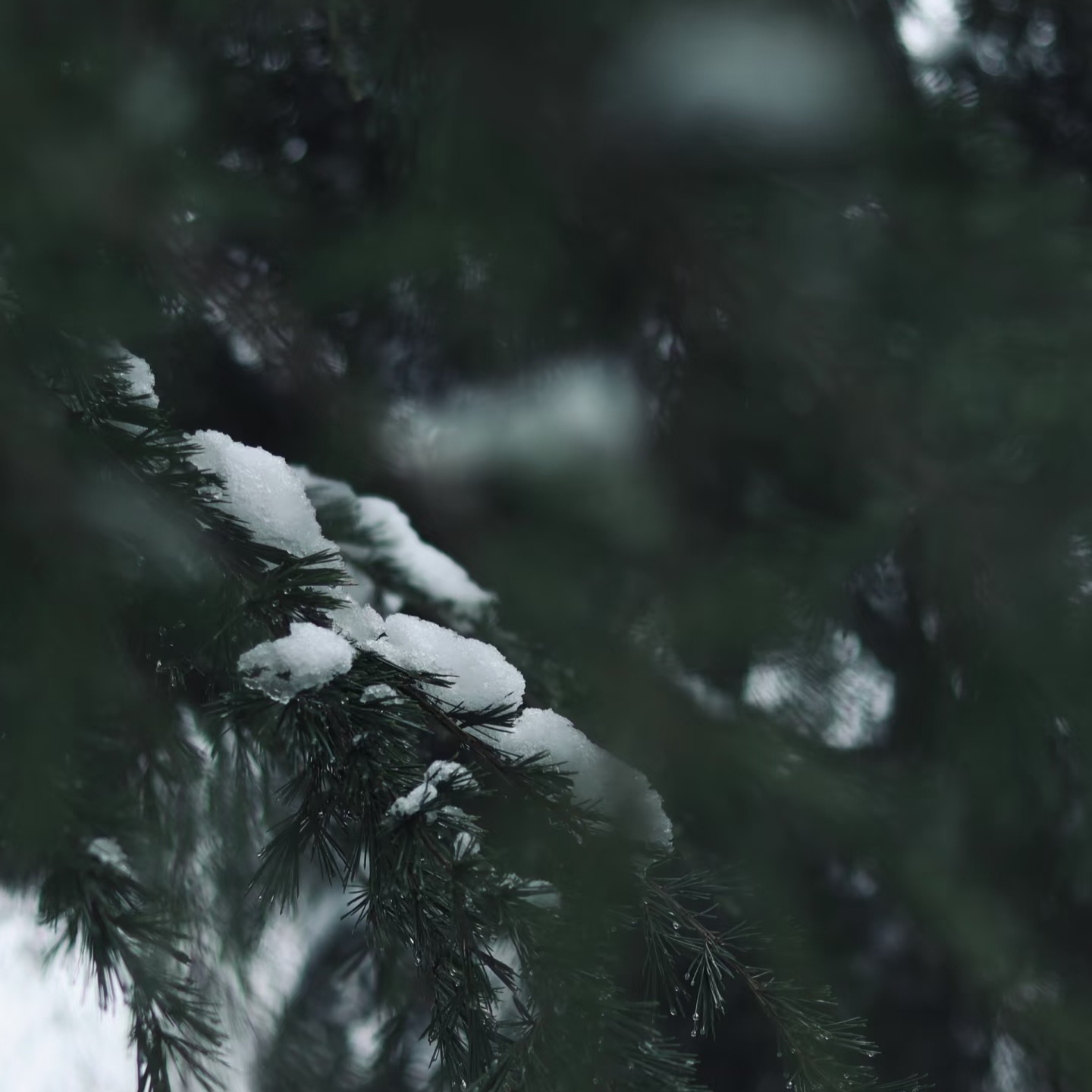 归雪｜剧本图片3